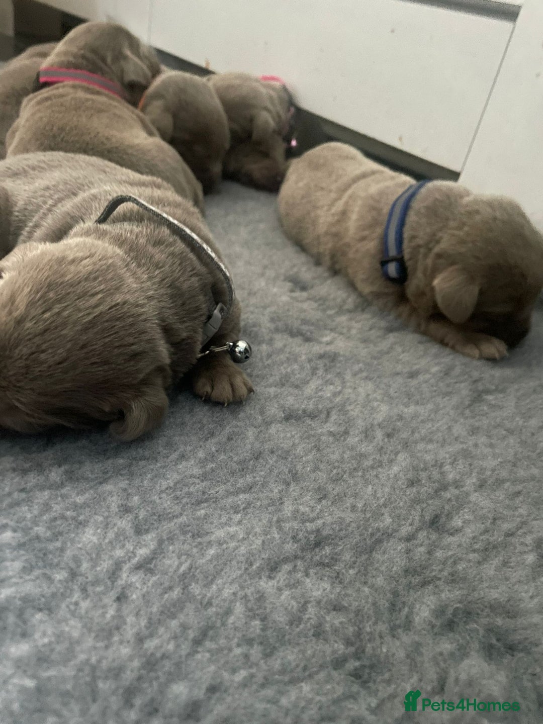 Labrador Retriever dogs for sale: Silver Labrador puppies  - Image 5