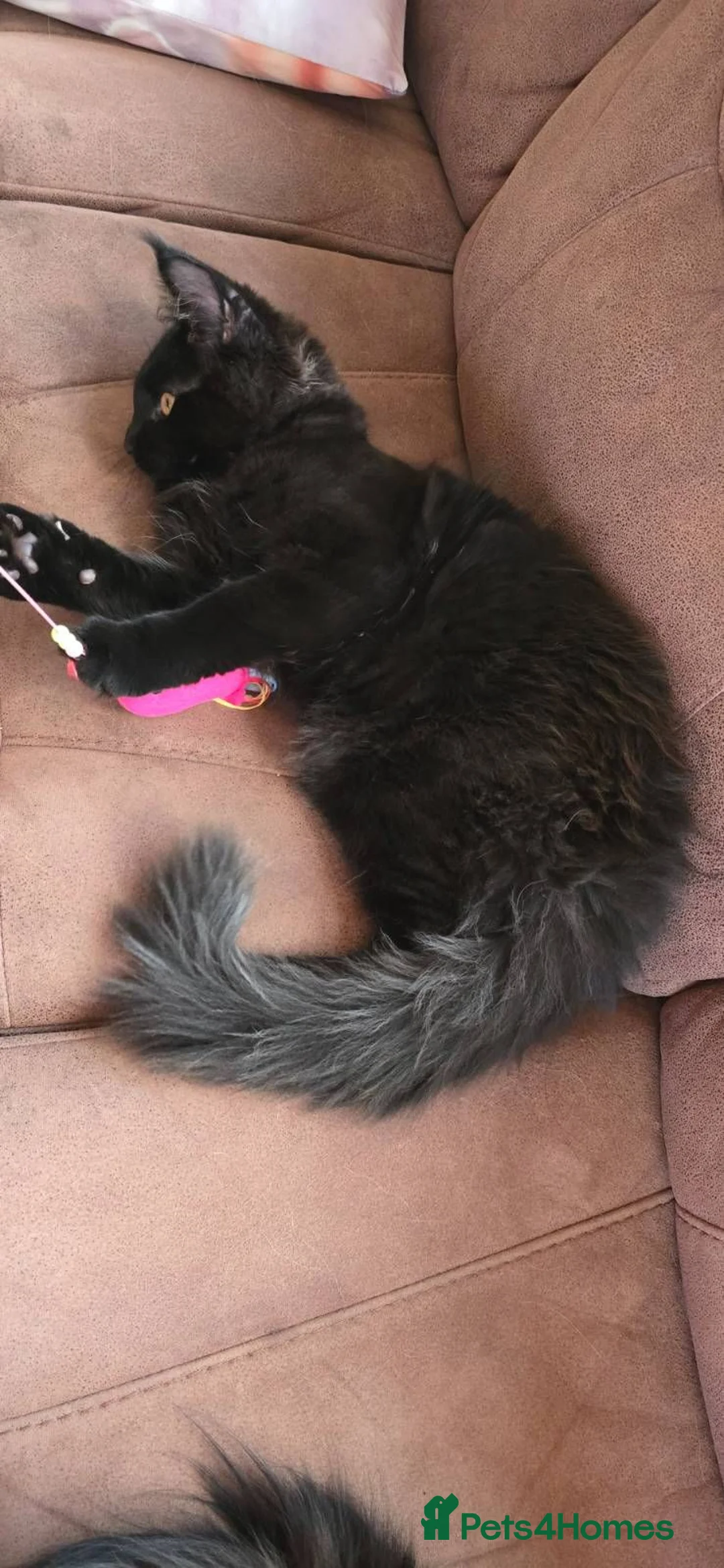 Maine Coon cats for sale: Black smoke Maine Coon kitten - Advert 2