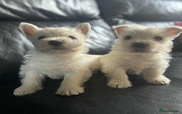 West Highland Terrier dogs for sale: West Highland Terrier Puppies - Image 17