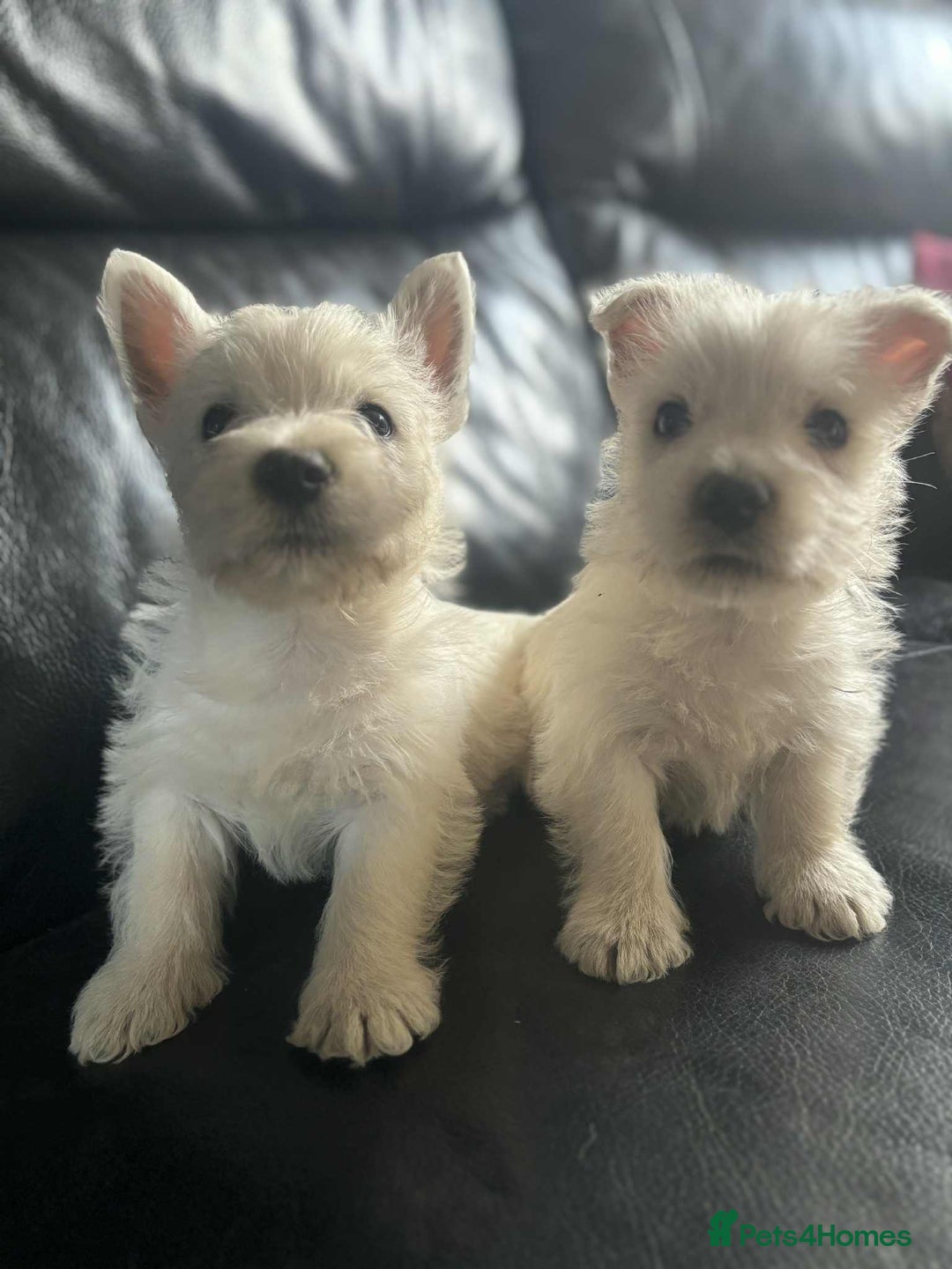 West Highland Terrier dogs for sale: West Highland Terrier Puppies - Image 17