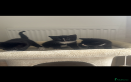 British Shorthair cats for sale: 🐾Adorable British shorthair kittens🐾 - Image 4