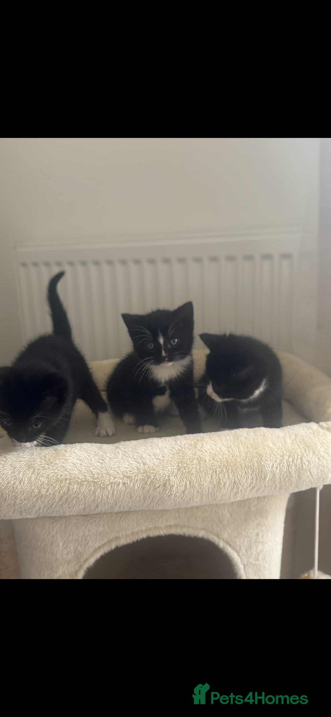 British Shorthair cats for sale: 🐾Adorable British shorthair kittens🐾 - Image 4