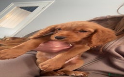 Cocker Spaniel dogs for sale: Kc registered, cocker spaniels. REDUCED PRICE! - Image 8