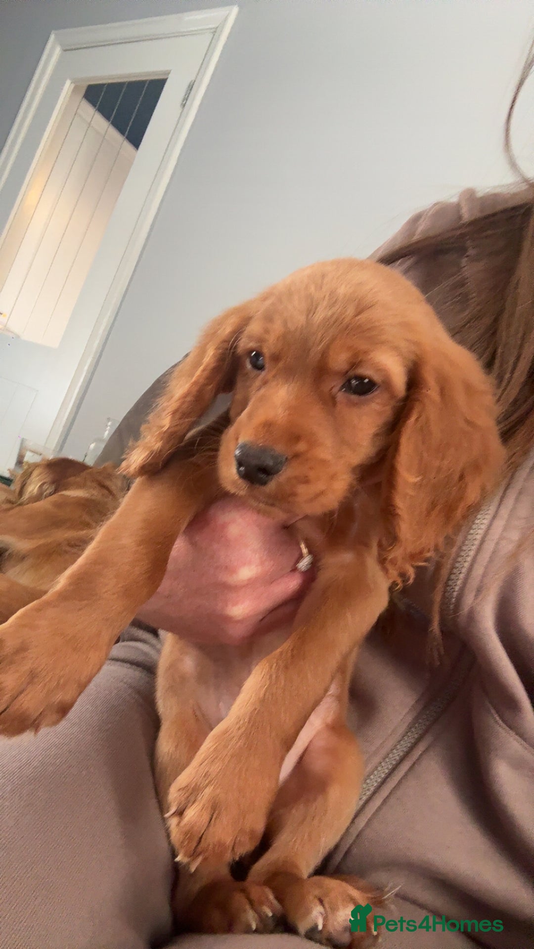 Cocker Spaniel dogs for sale: Kc registered, cocker spaniels. REDUCED PRICE! - Image 8