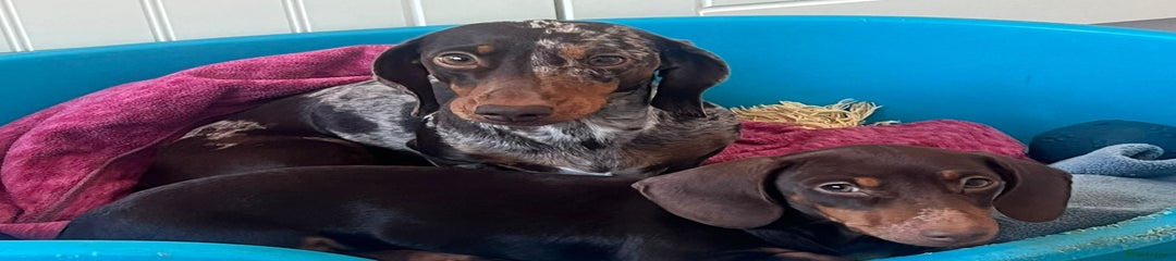 Miniature Dachshund Puppy 2