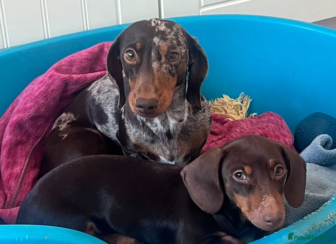 Miniature Dachshund dogs for sale: KC Registered Miniature Dachshund Puppies For Sale - Image 5