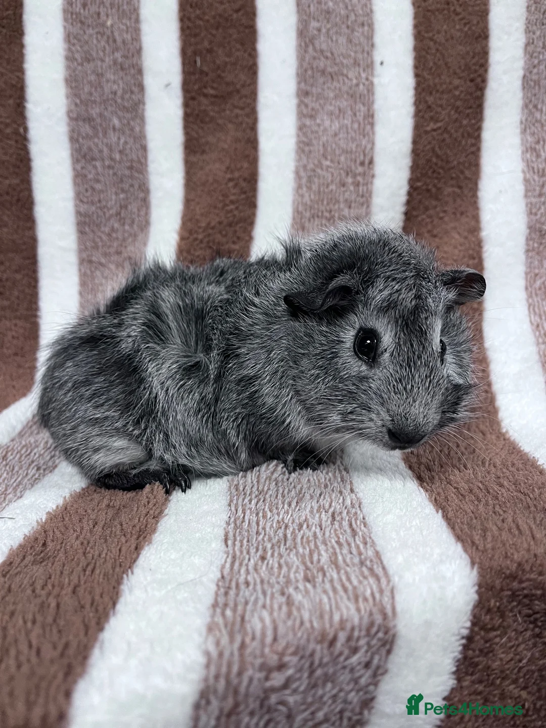 Guinea Pig rodents for sale: Sow guinea pig babies  - Advert 1
