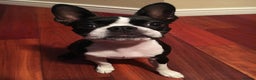 Boston Terrier dogs for sale: Boston Terrier Puppy - Advert 4