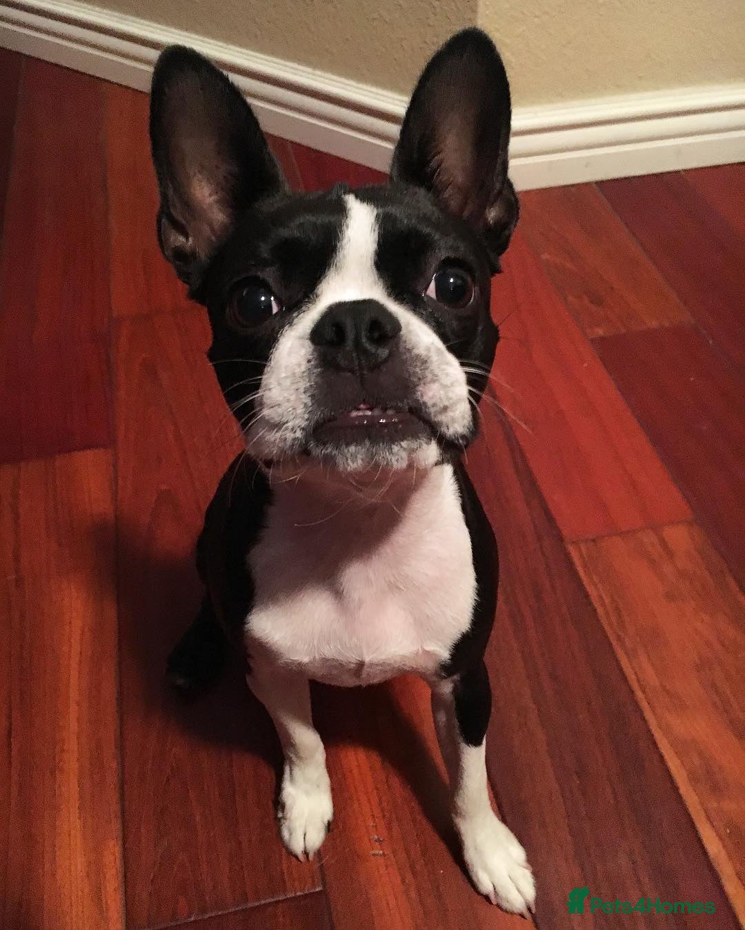 Boston Terrier dogs for sale: Boston Terrier Puppy - Advert 4