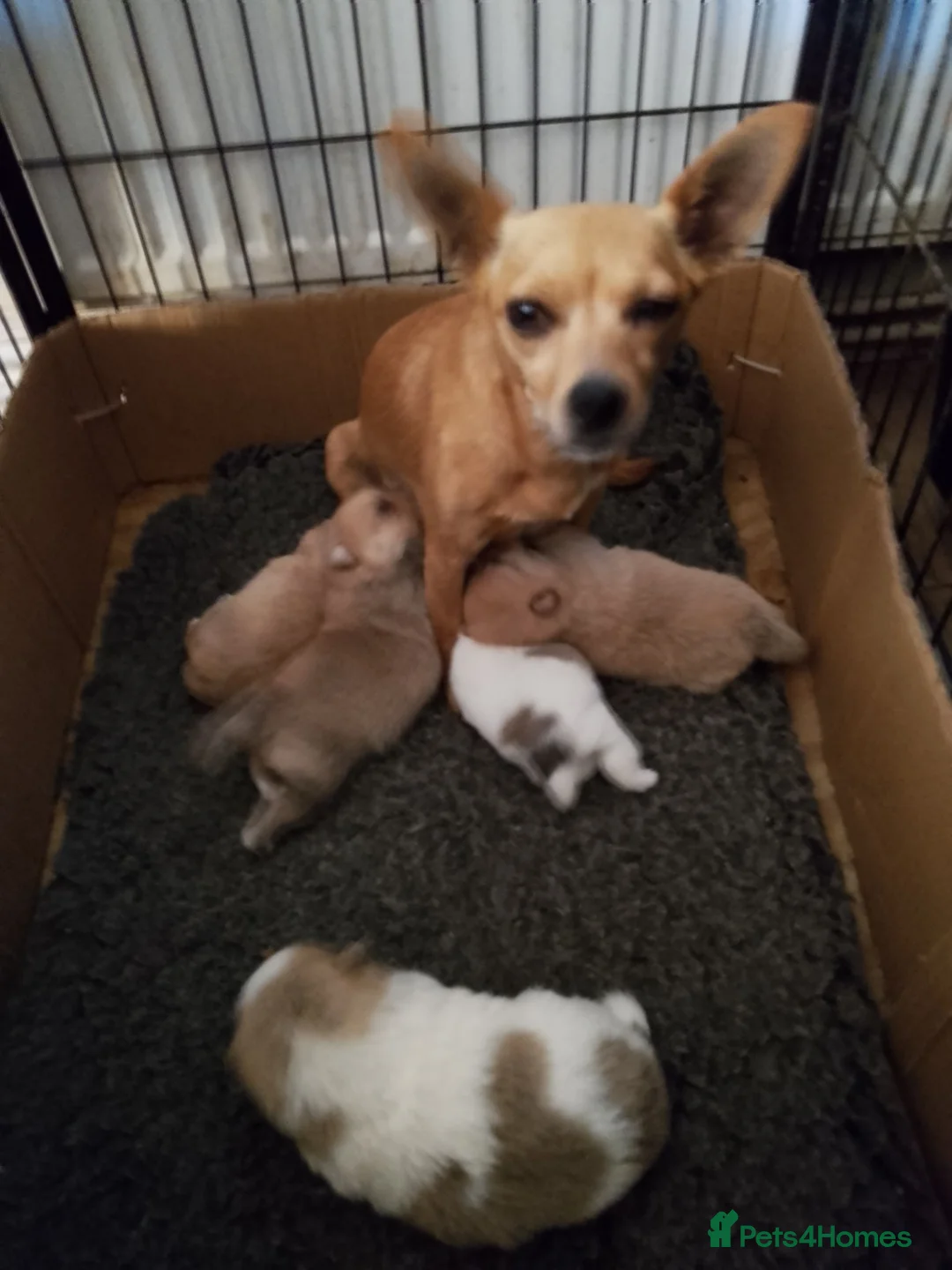 Pomchi dogs for sale: 5 beautiful pomchi puppies for sale - Advert 1