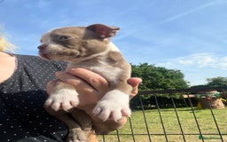 Boston Terrier dogs for sale: KC stunning chunky Boston Terriers - Image 2