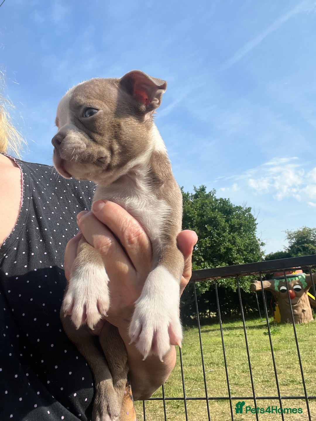Boston Terrier dogs for sale: KC stunning chunky Boston Terriers - Image 2