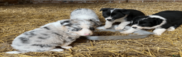 Border Collie dogs for sale: Collie pups - Advert 3