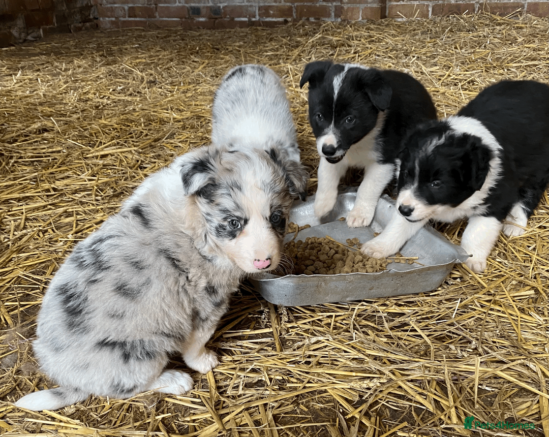 Border Collie dogs for sale: Collie pups - Advert 3
