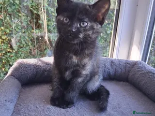 Mixed Breed cats Gorgeous Tortoiseshell and ghost tabbies 😻 - Advert 1