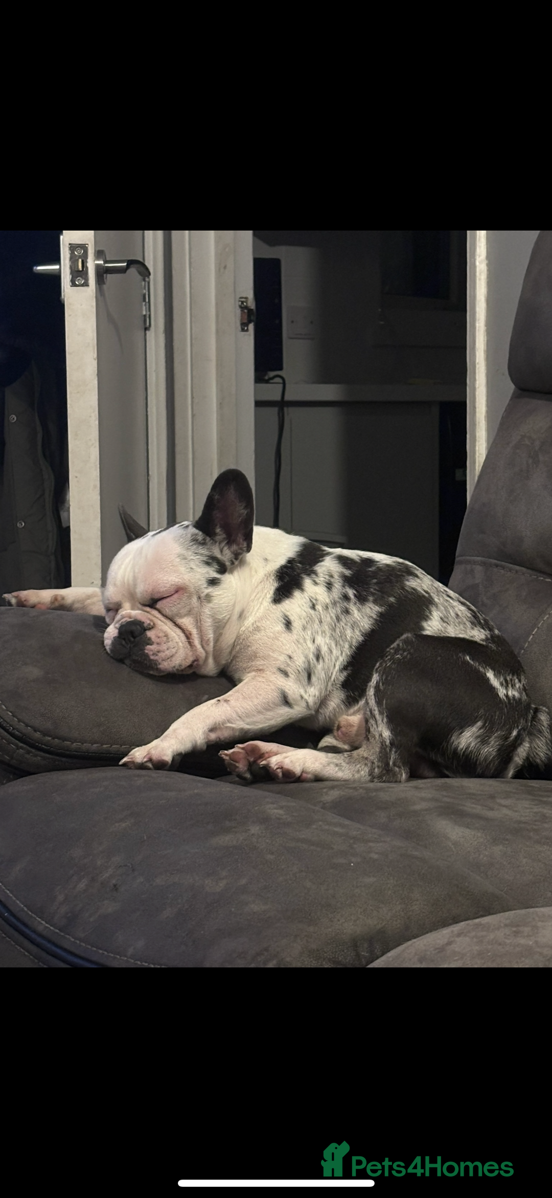 French Bulldog dogs for sale: Male French bulldog  - Image 1