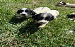 English Springer Spaniel dogs for sale: SIRED by IR FTCH Broomfield Abel of Sliabh - Image 8