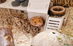 Hamster rodents for sale: Female Syrian Hamster  - Image 3