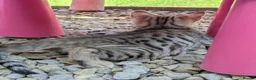 Bengal cats for sale: Brown Bengal boys and black melanistic girl  - Advert 3