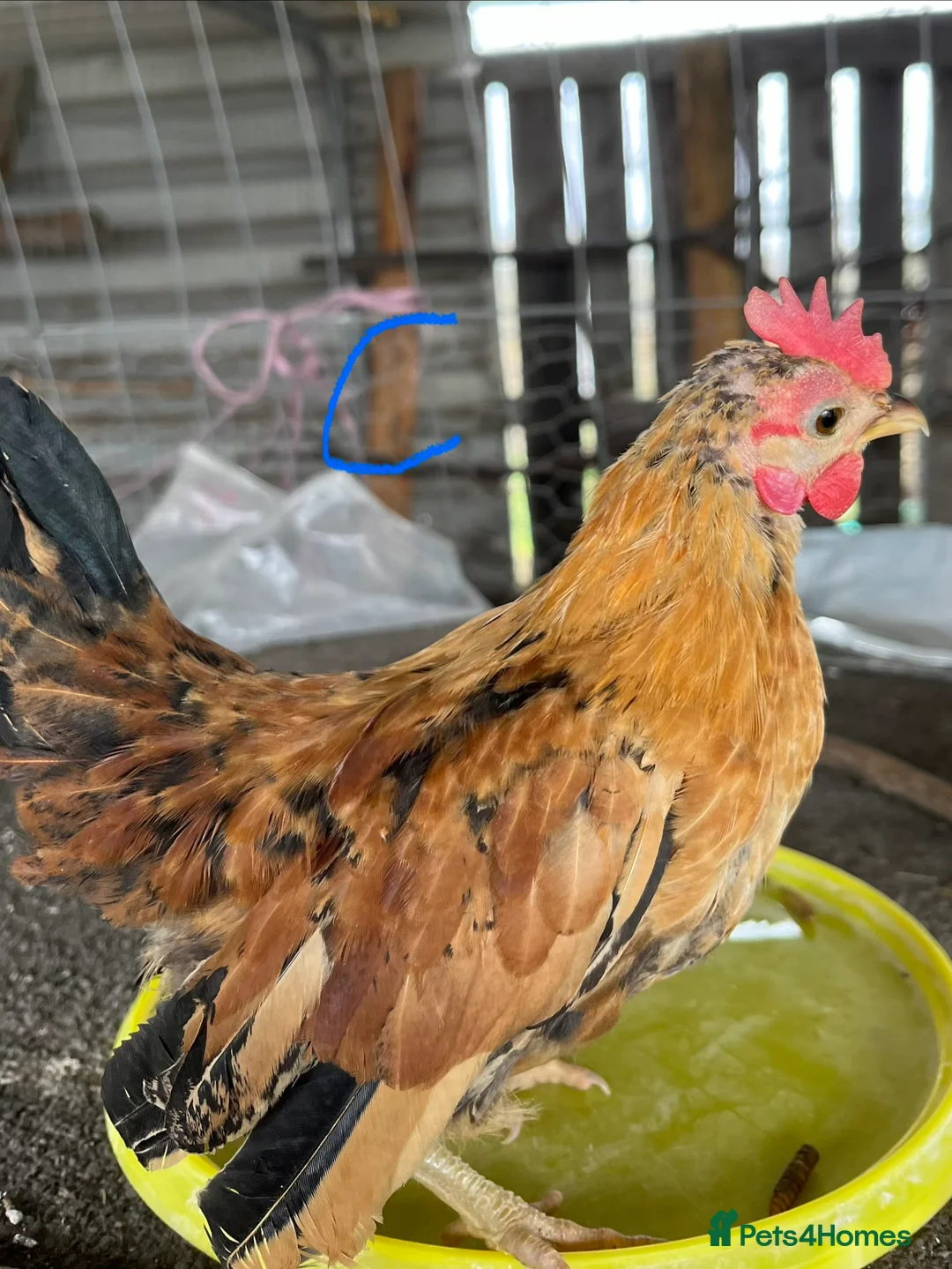 Chickens poultry for sale: Serama hens and roo trio - Advert 3