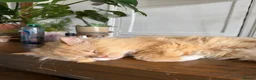 Mixed Breed cats for sale: kittens ready to be loved  - Advert 5