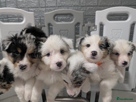 Australian Shepherd dogs KC Registered Australian Shepherd Puppies - Advert 1