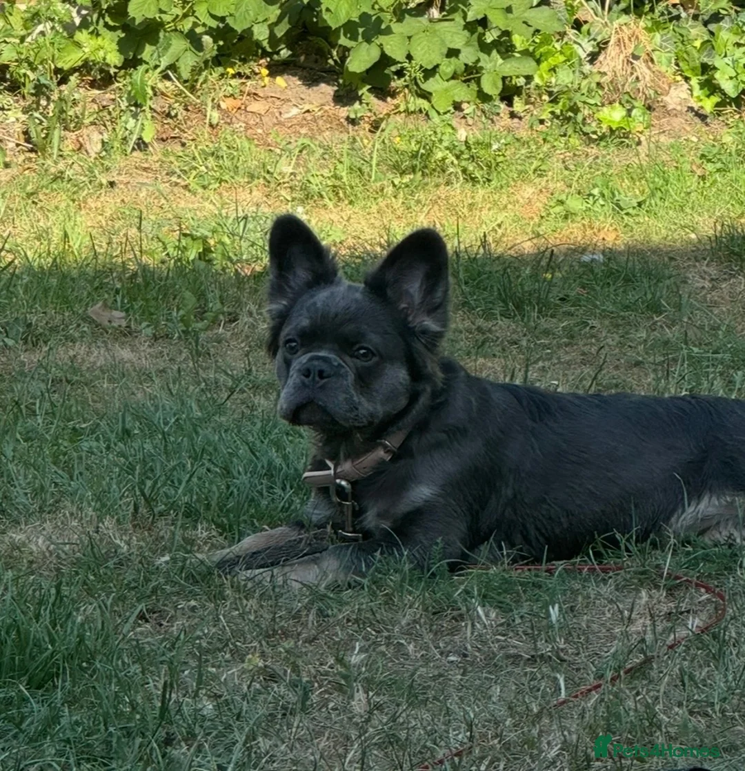 French Bulldog dogs for sale: Beautiful 7-month-old fluffy female French Bulldog - Advert 2