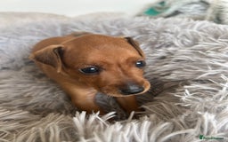 Miniature Pinscher dogs for sale: Stunning KC Miniature Pinscher puppies - Image 10