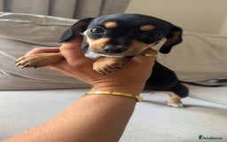 Mixed Breed dogs for sale: Cocker jacks. 2 boys 2 girls! - Image 8