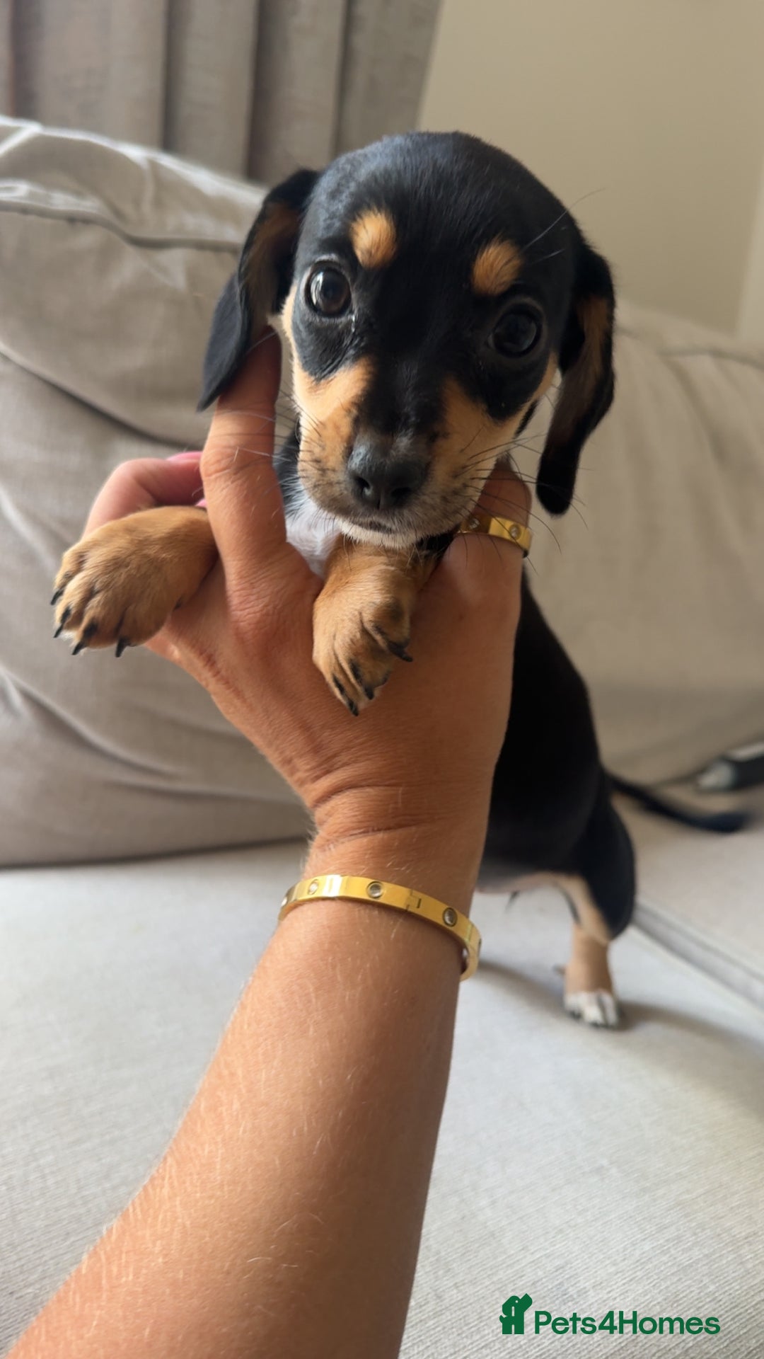 Mixed Breed dogs for sale: Cocker jacks. 2 boys 2 girls! - Image 8