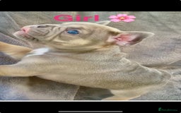 French Bulldog dogs for sale: French Bulldogs - Image 3