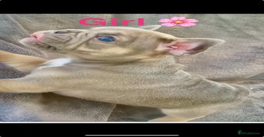 French Bulldog dogs - Advert 16