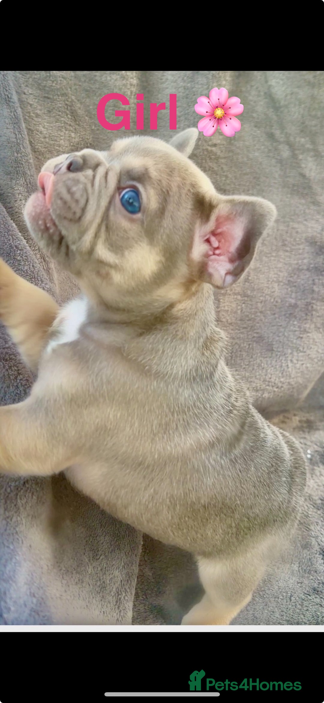 French Bulldog dogs for sale: French Bulldogs - Image 3