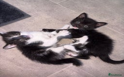 Mixed Breed cats for sale: Last Tabby boy kitten  - Image 5
