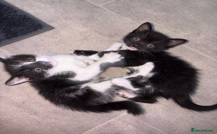 Mixed Breed cats - Advert 16