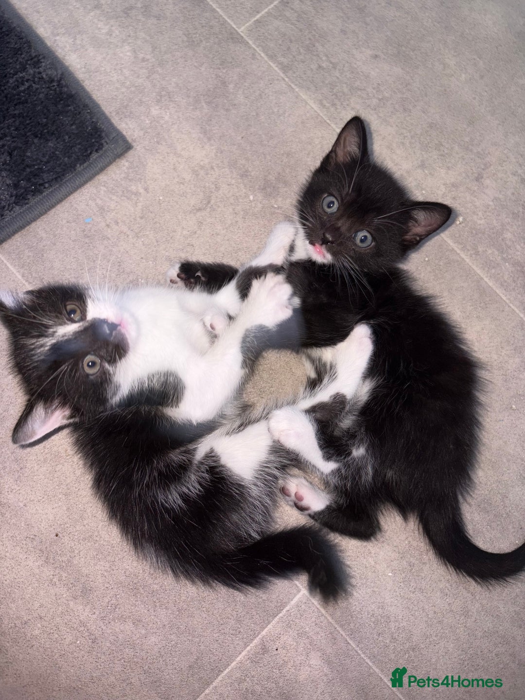 Mixed Breed cats for sale: Last Tabby boy kitten  - Image 5