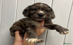 Sprocker dogs for sale: Beautiful Litter Of Sprocker Puppies   - Image 4
