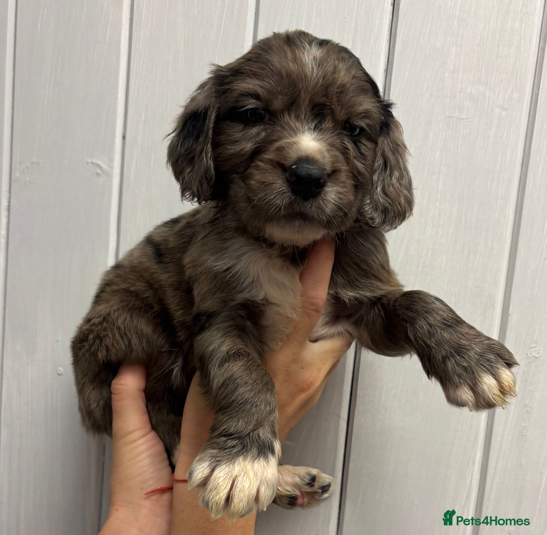 Sprocker dogs for sale: Beautiful Litter Of Sprocker Puppies   - Image 4