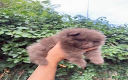 Pomeranian dogs for sale: 🌟 Adorable Pompom’s Ready to Melt Your Heart! 🌟 - Image 2