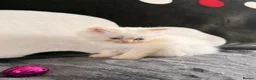 Persian cats for sale: 💗 Gorgeous Fluffy Persian Kittens 🐾 - Advert 2