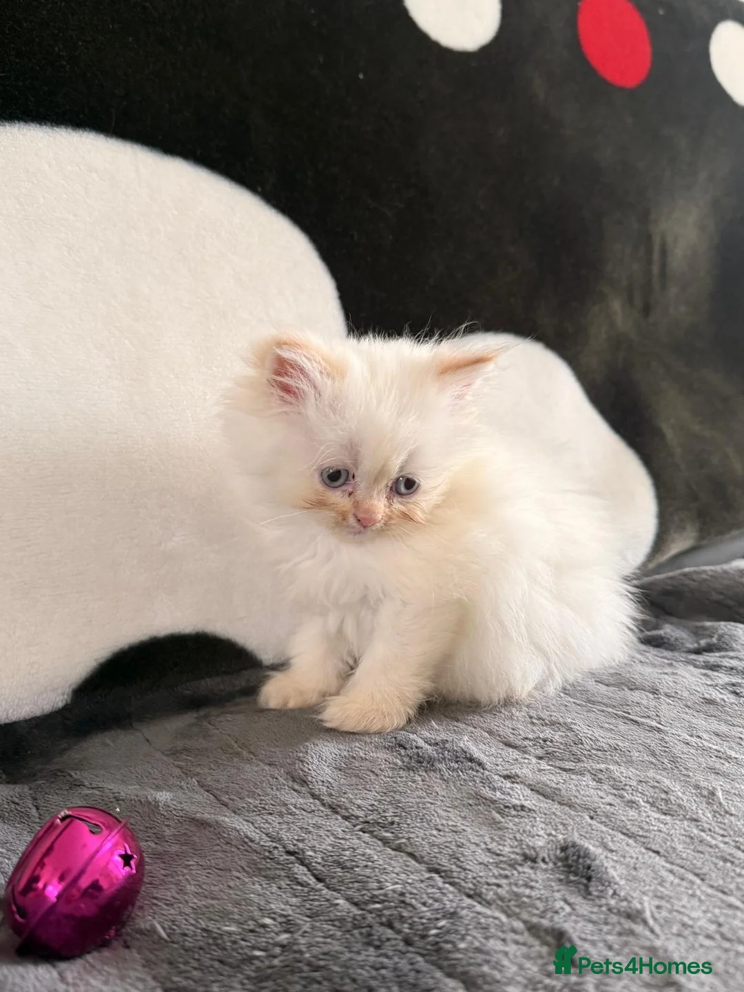 Persian cats for sale: 💗 Gorgeous Fluffy Persian Kittens 🐾 - Advert 2