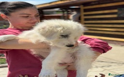 Mixed Breed dogs for adoption: Meet JOJO - a superb big girl, for a Loving Home - Image 16