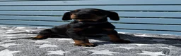 Dobermann dogs for sale: Fully health tested, champion lines - Advert 3