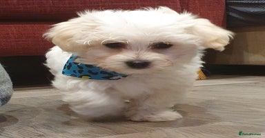 Maltese dogs - Advert 6
