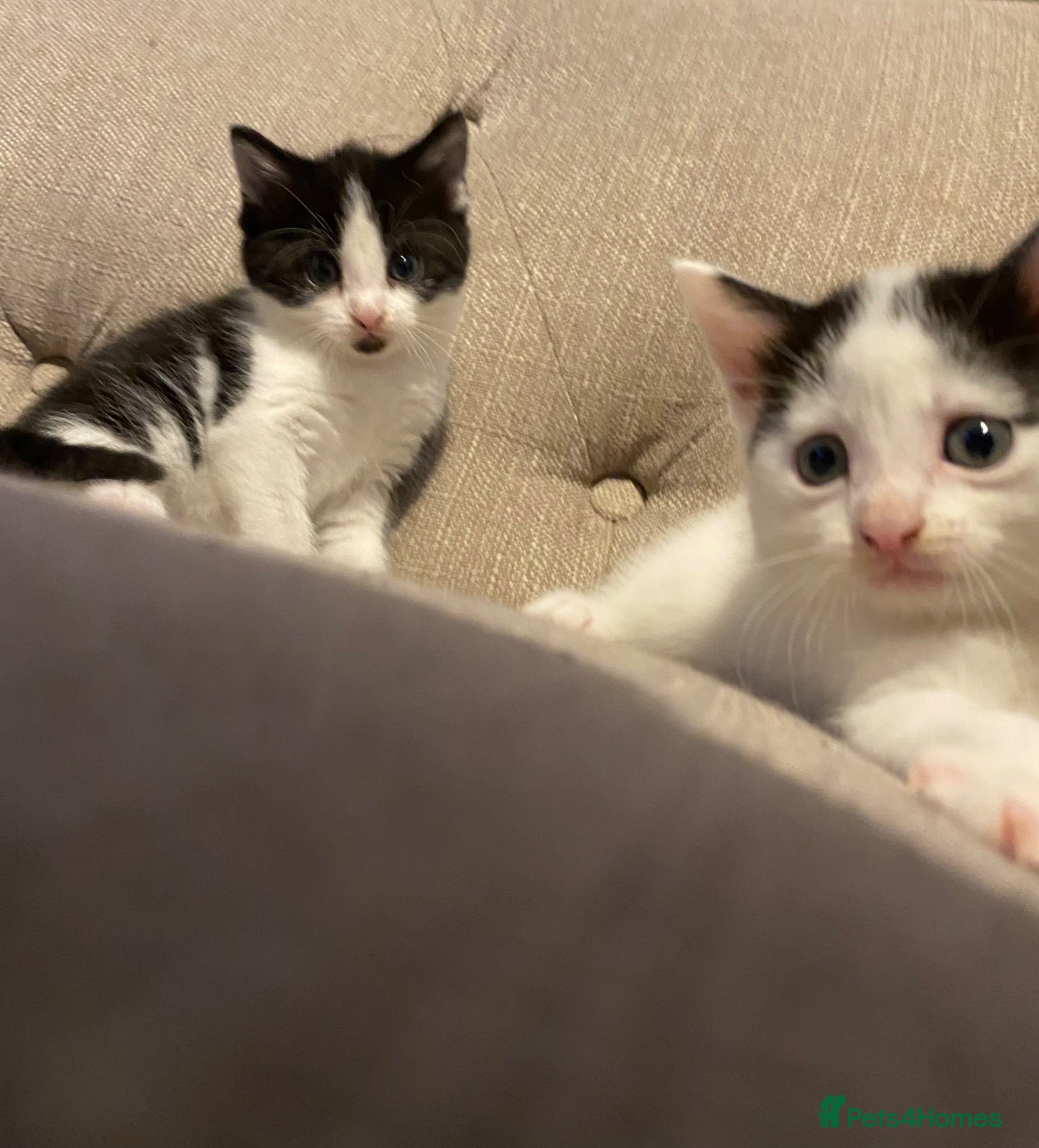 Mixed Breed cats Two gorgeous playful boys  - Advert 2