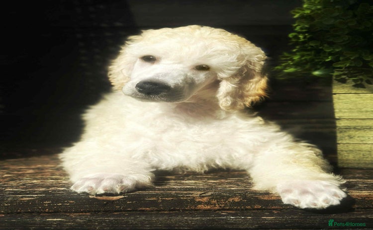 Standard Poodle dogs - Advert 3