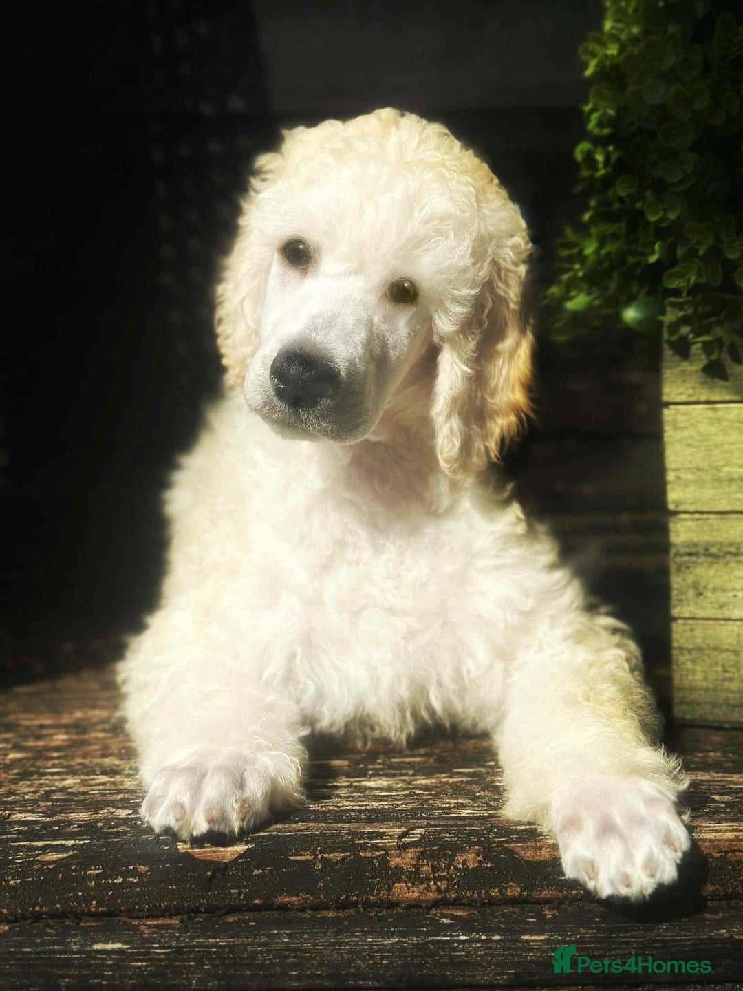 Standard Poodle dogs for sale: Standard poodle puppies!  2 girls 1 boy left  - Advert 1