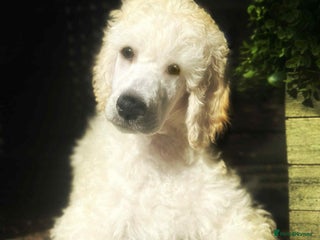 Standard Poodle dogs Standard poodle puppies! 2 girls 1 boy left - Advert 3