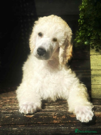 Standard Poodle dogs - Advert 3