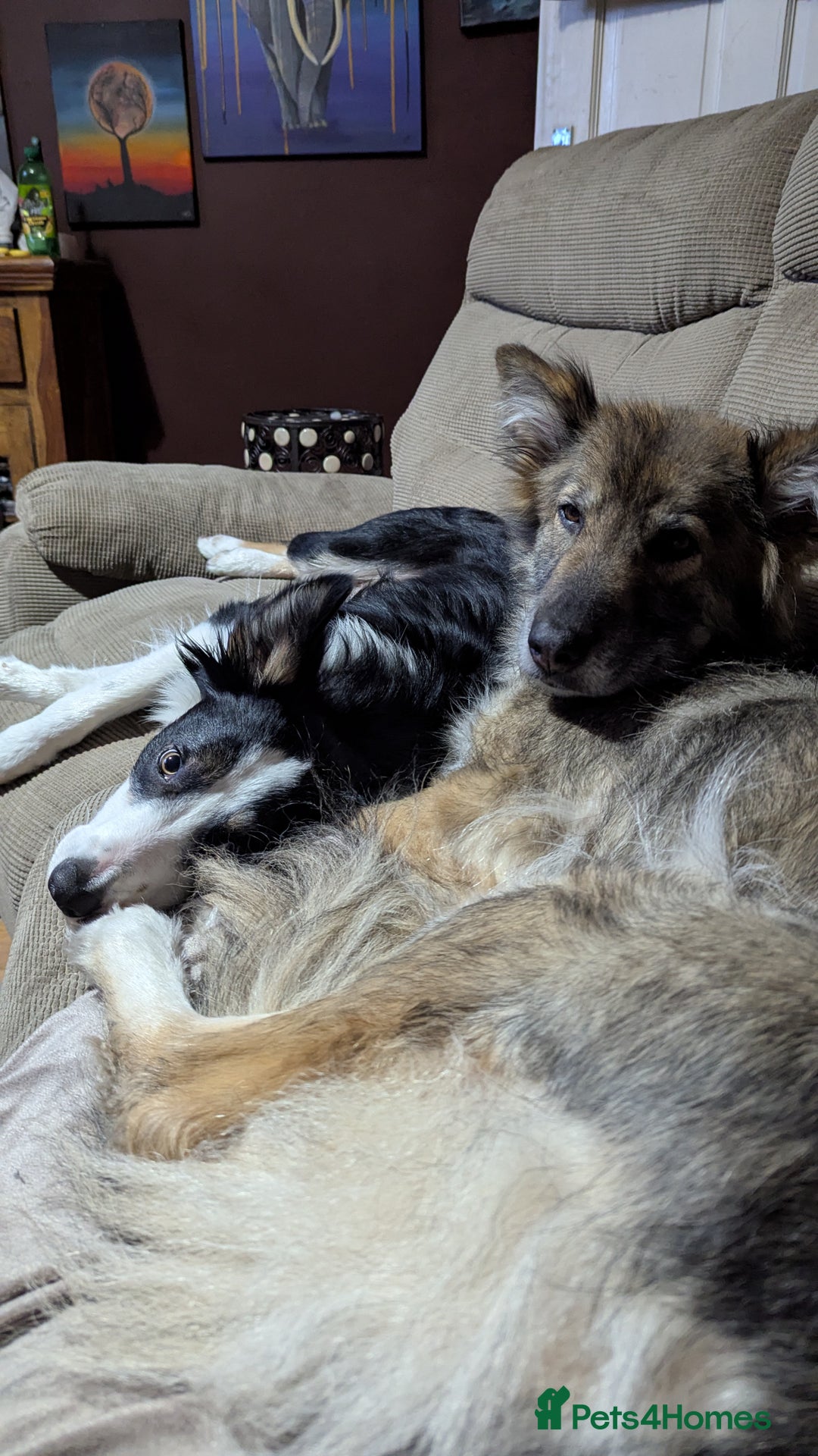 Mixed Breed dogs for sale: Shollie Pups Mid Feb! (German ShepxBorder Collie) - Advert 5